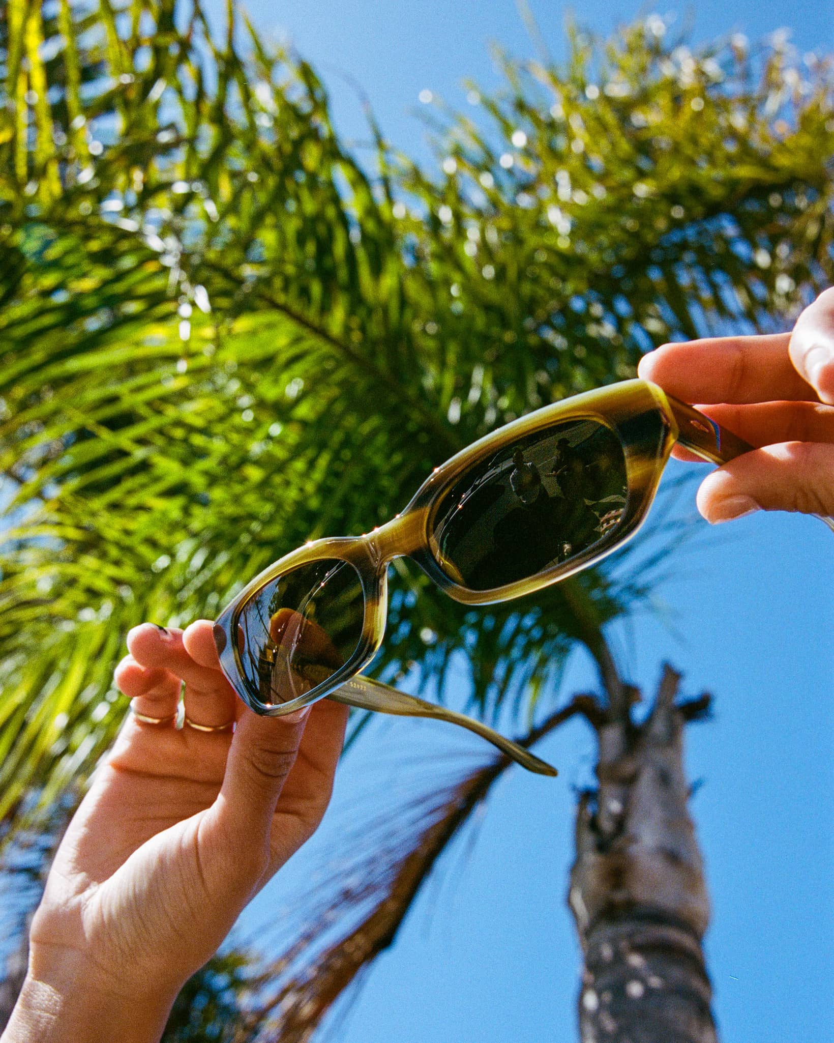 The Gothic Breeze / Frond Bio & Polarized Grapeseed Lens